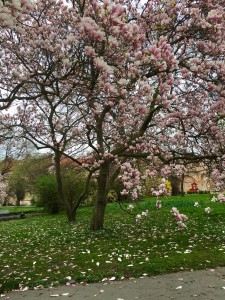 Spring rain of petals